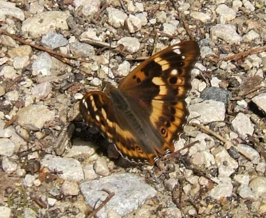 Apatura ilia Apatura ilia